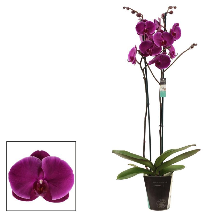 Orxideya